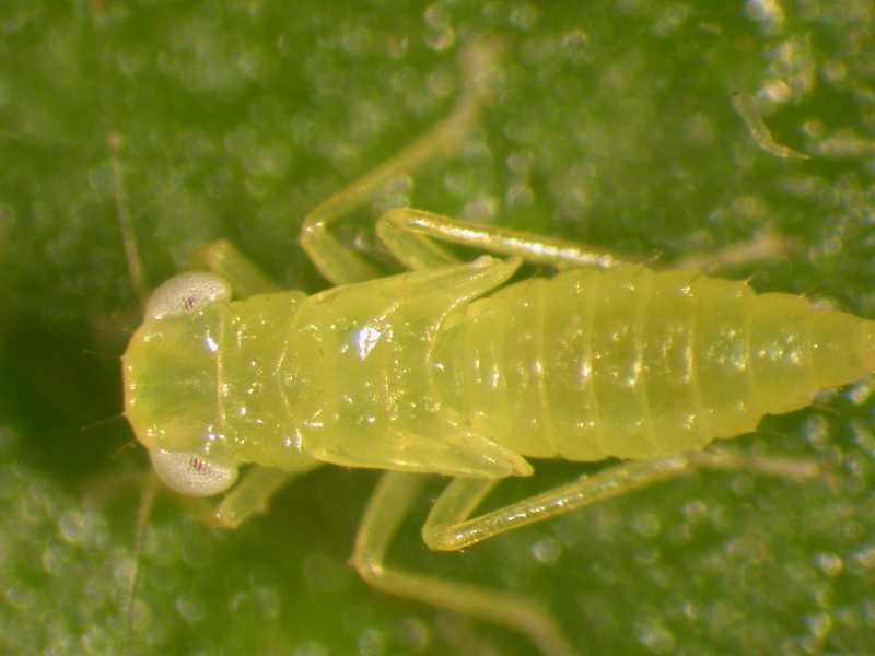 Leafhoppers and planthoppers